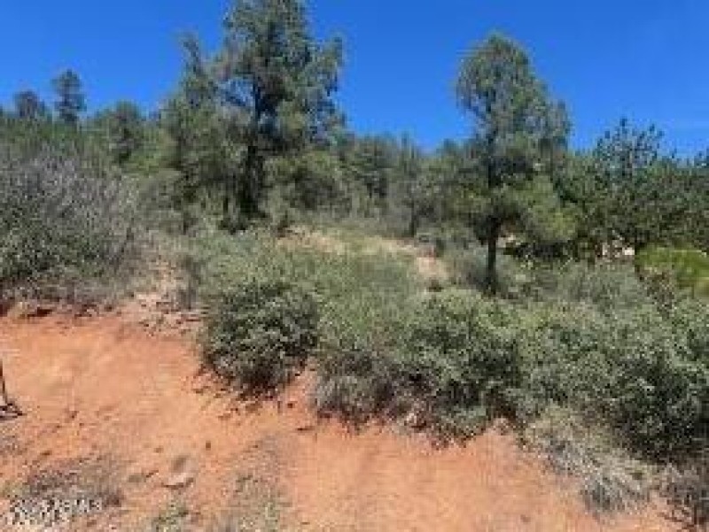 lots of trees