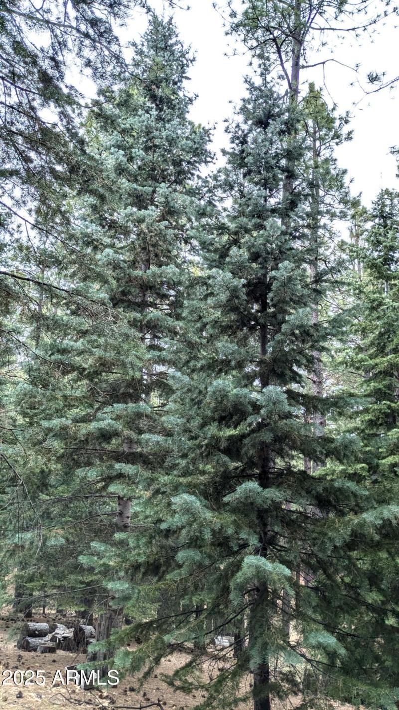 Tall Pines