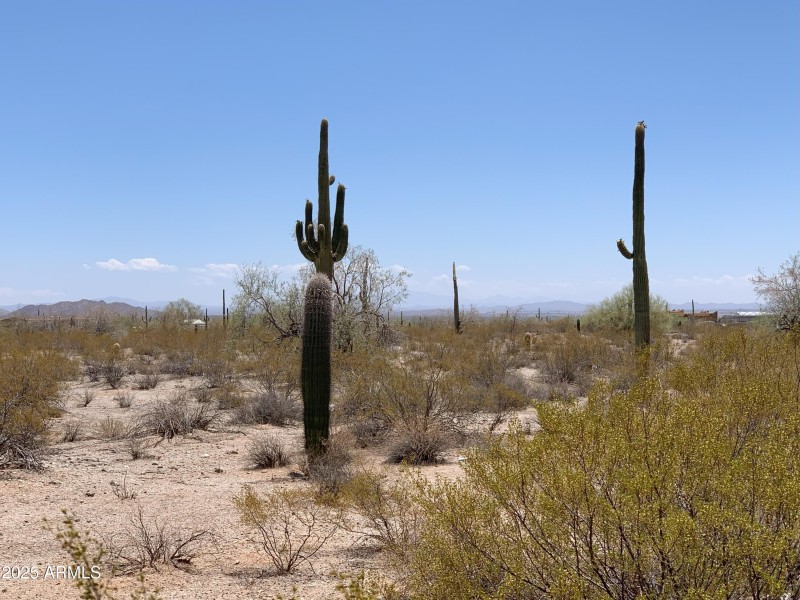 Stately Saguaros!