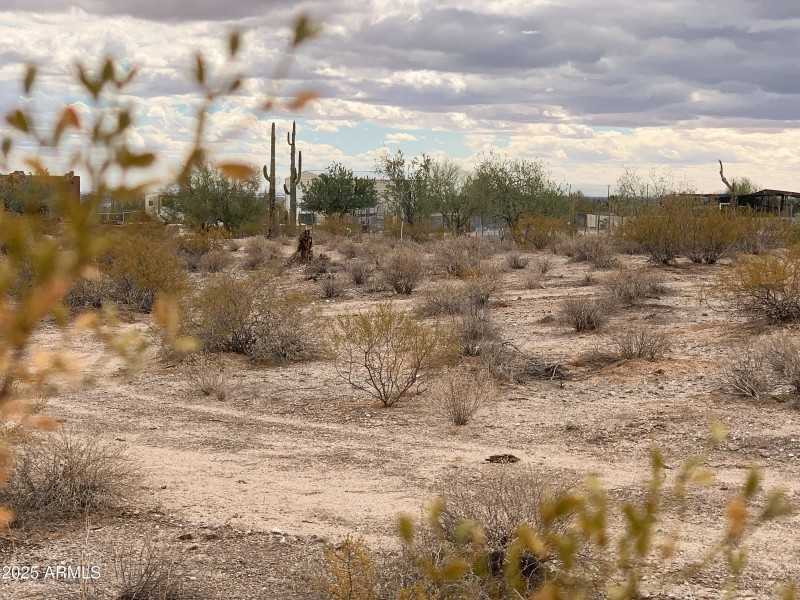Pristine Desert Vegetation!