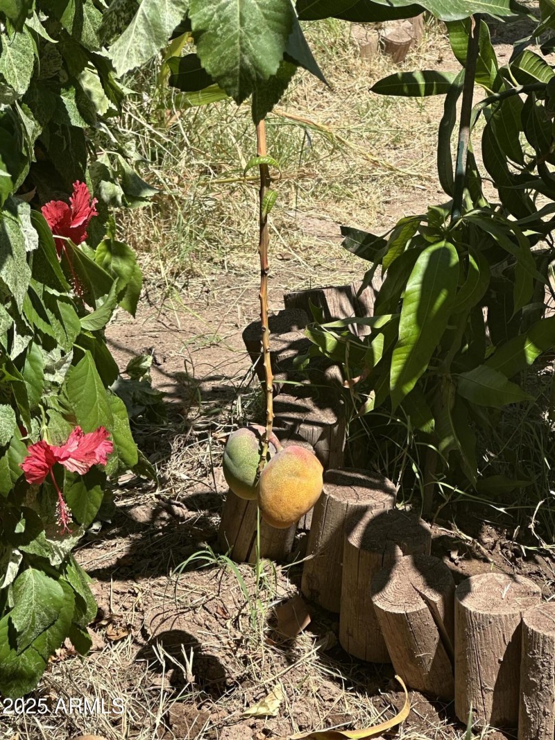Front courtyard fruit garden