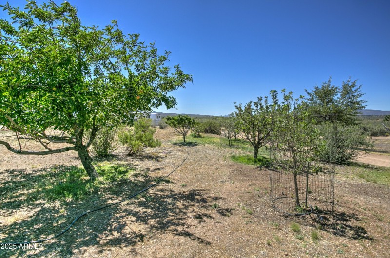 Fruit Tree Orchard