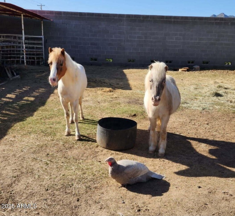 Horse privileges here
