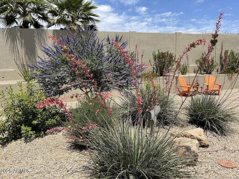 Spectacular in flowering season