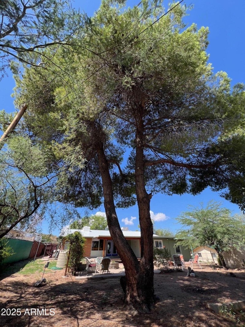 Back yard