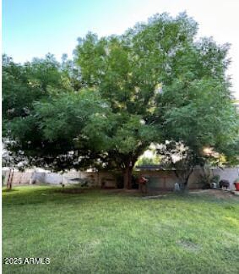 Spring tree