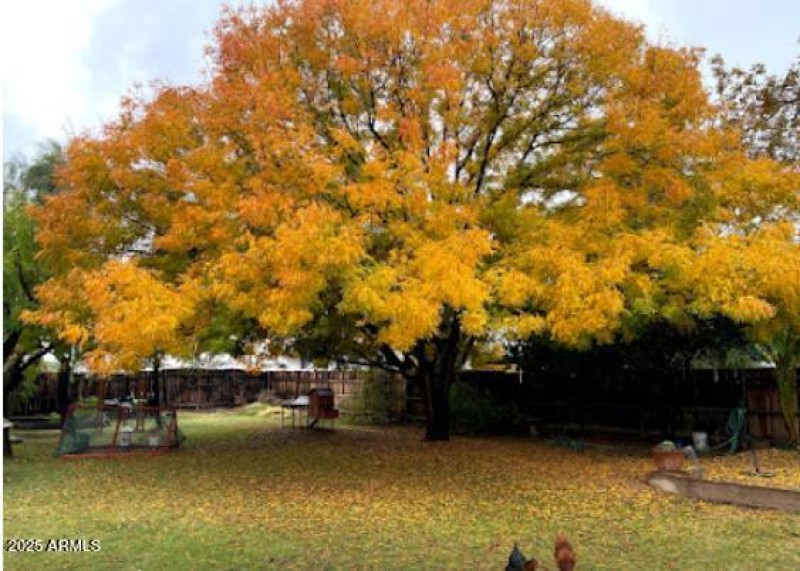 Tree 1