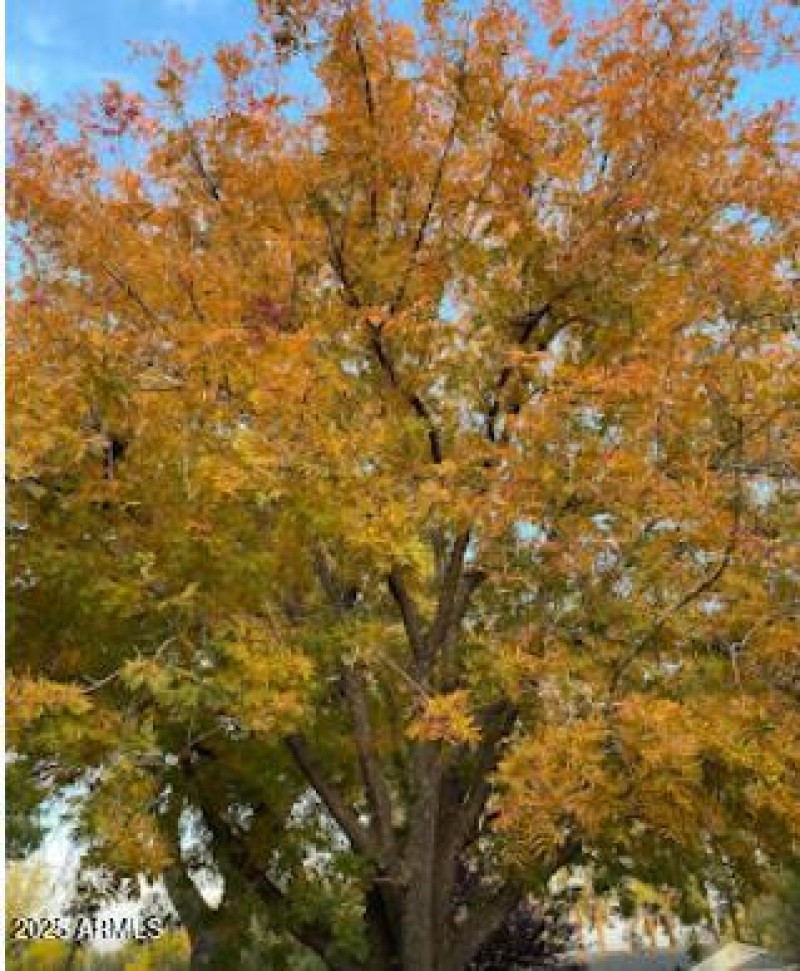 Trees