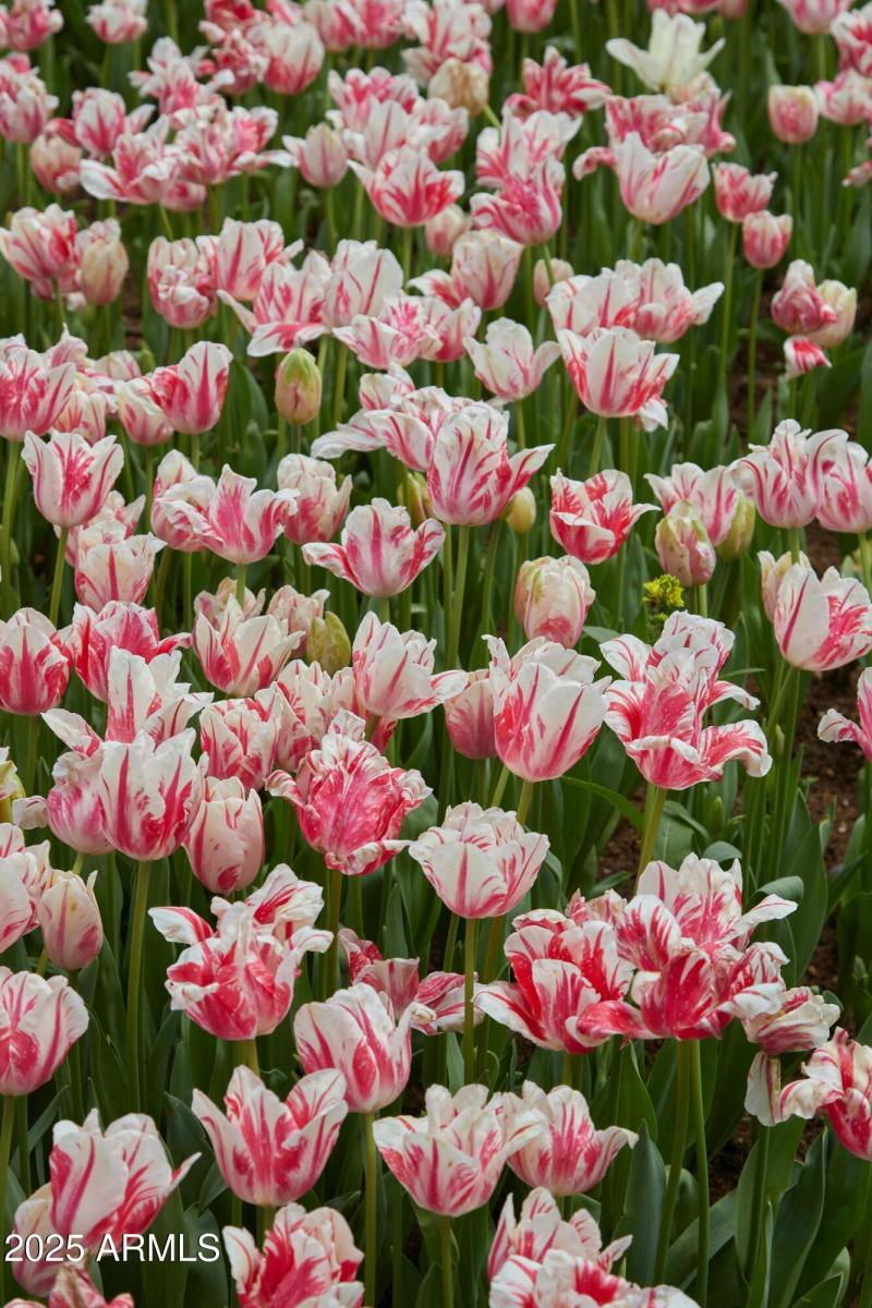 TULIPS