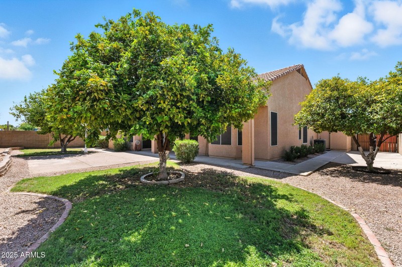 Fruit Bearing Citrus Trees