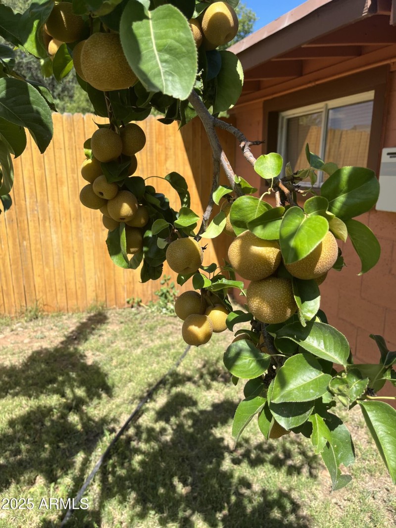 Apple tree
