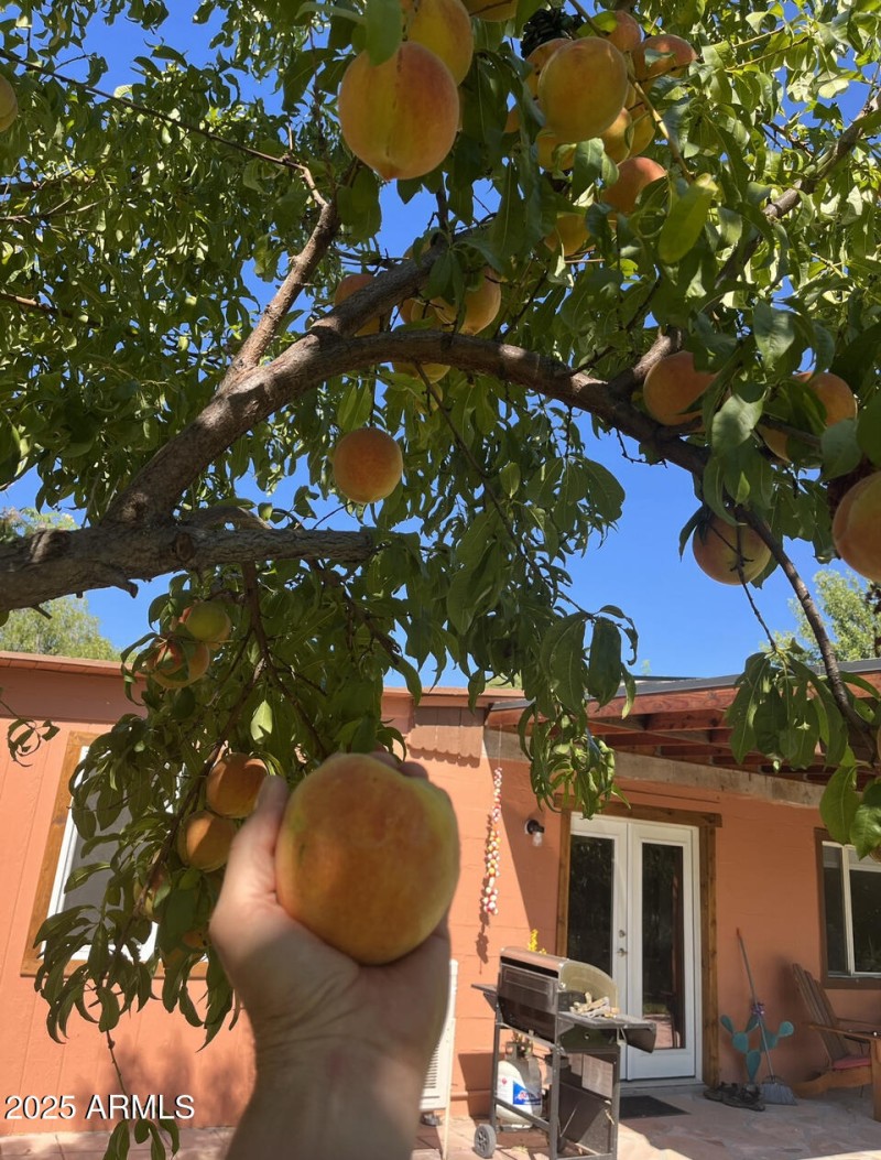 Peach tree 2