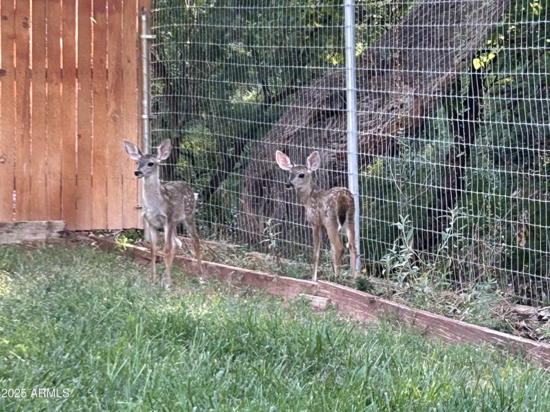 2 baby deer 2
