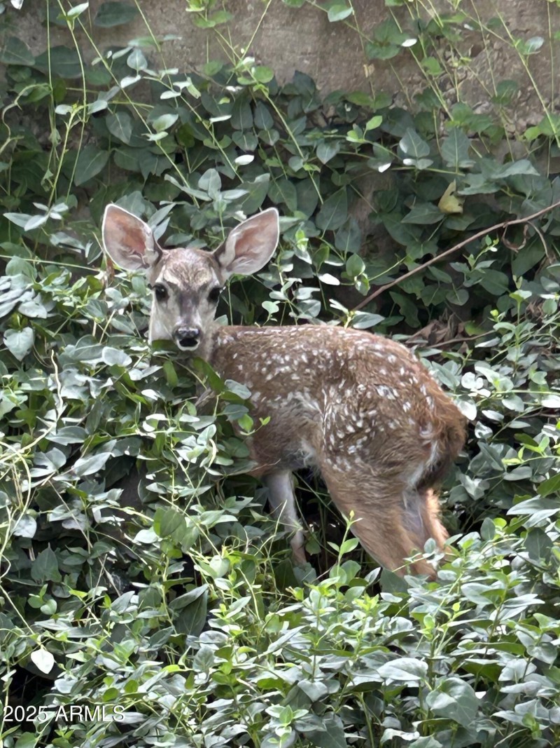 Baby deer 1
