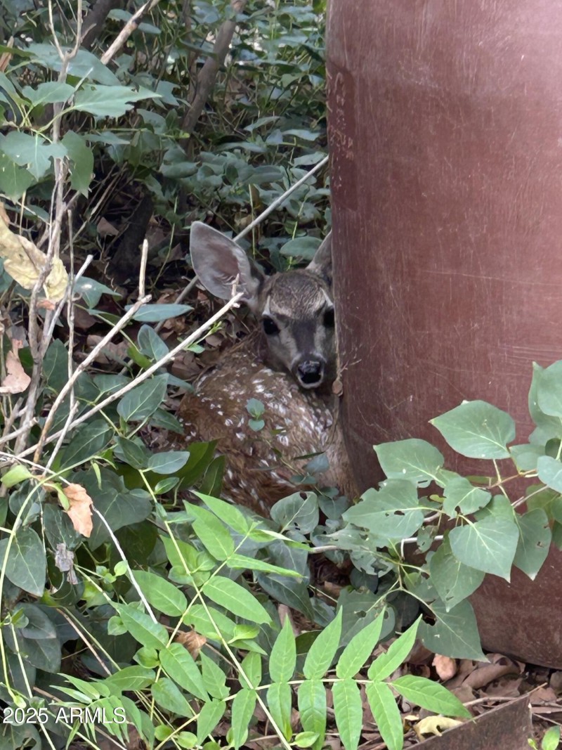 Baby deer 3
