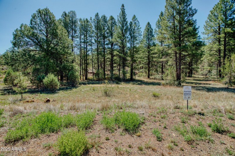 Forest % Tall Pine Views