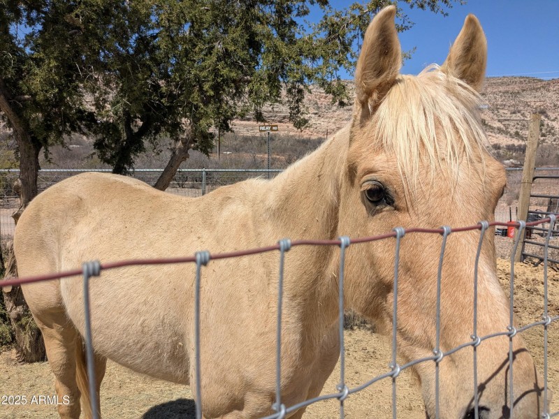 Horse 3