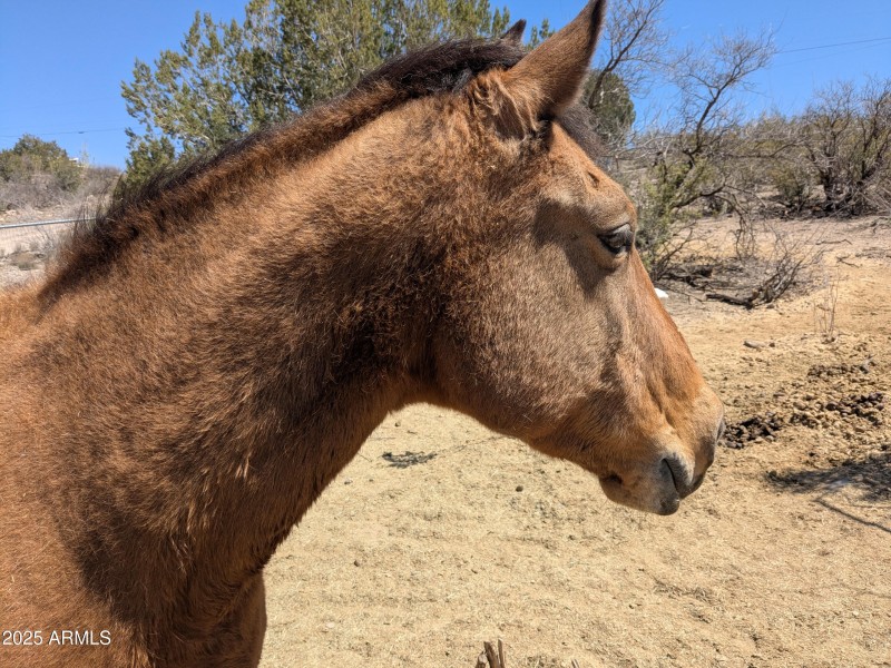 Horse 4