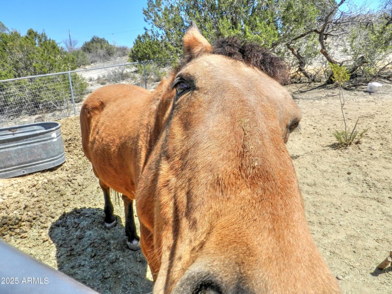 Long face