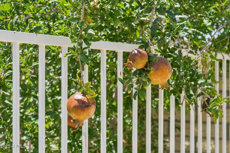 Fruit Trees