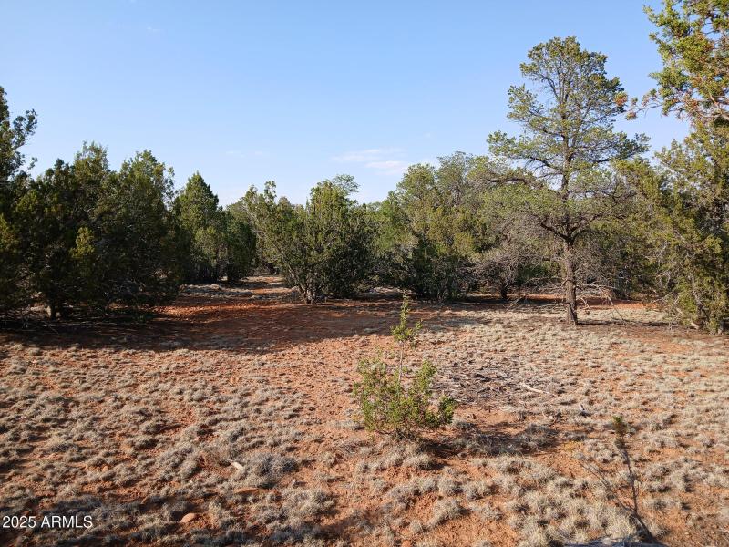 Natural clearing, possible home site