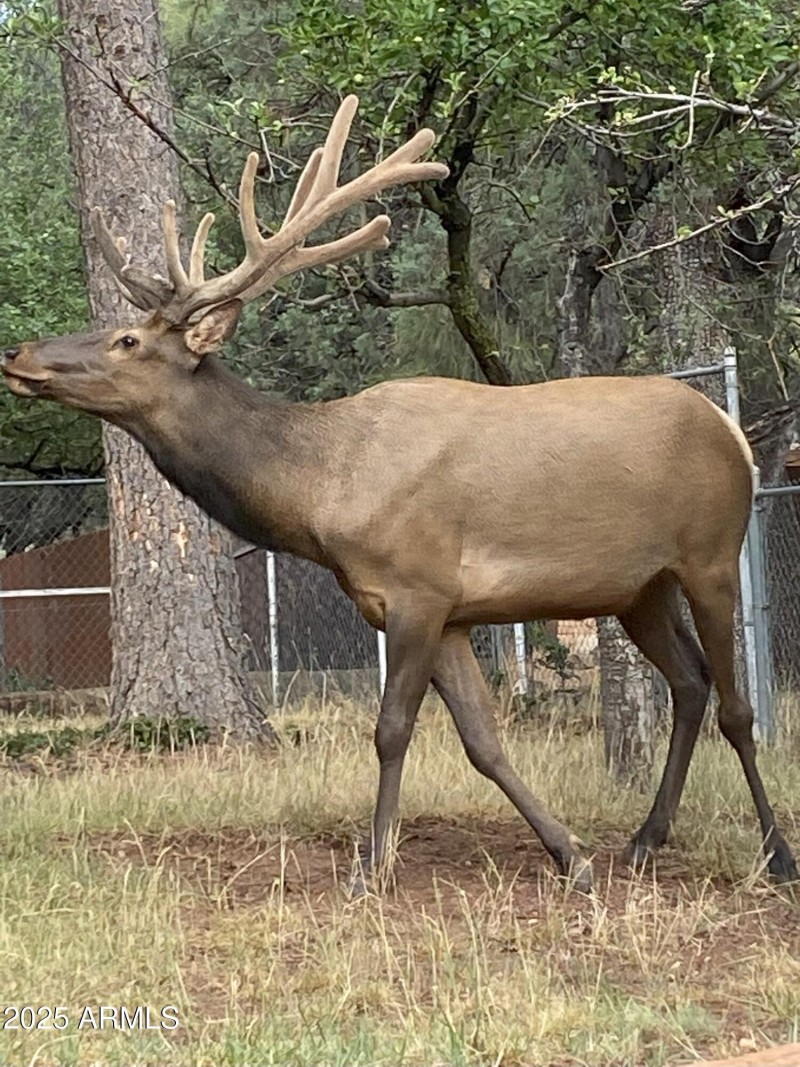Local Wildlife