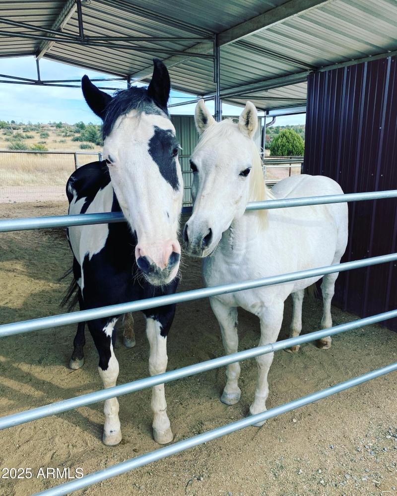 Comfortable for our Equine Friends