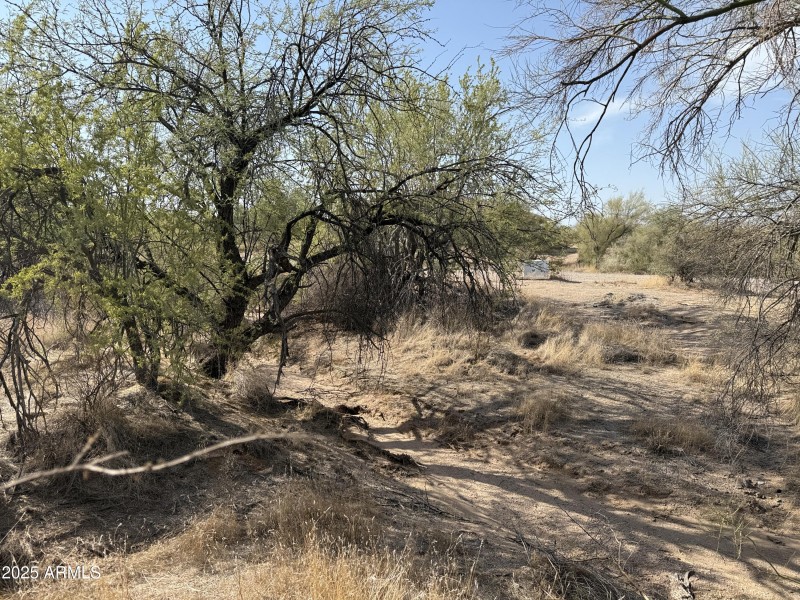 Desert Trees