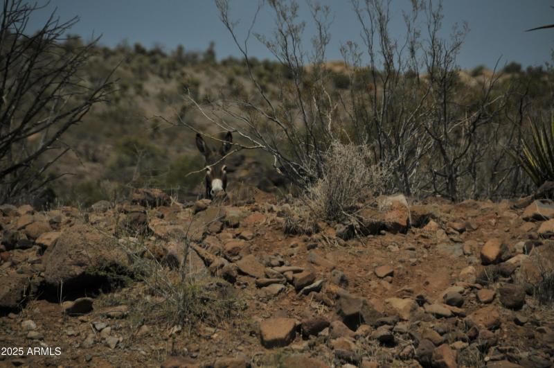 Wild Burro