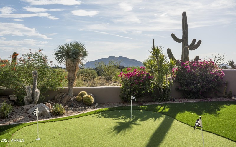 Mature Specimen Cacti