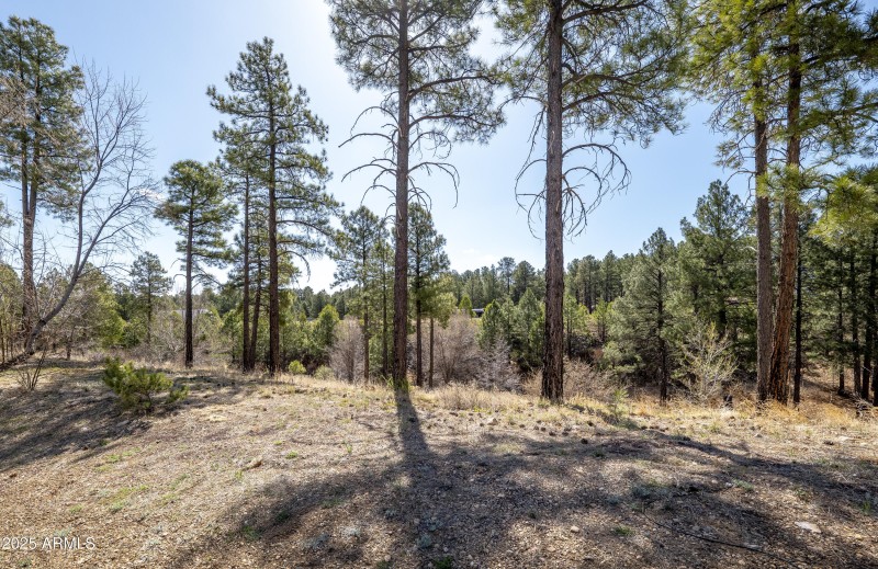 Forest above home