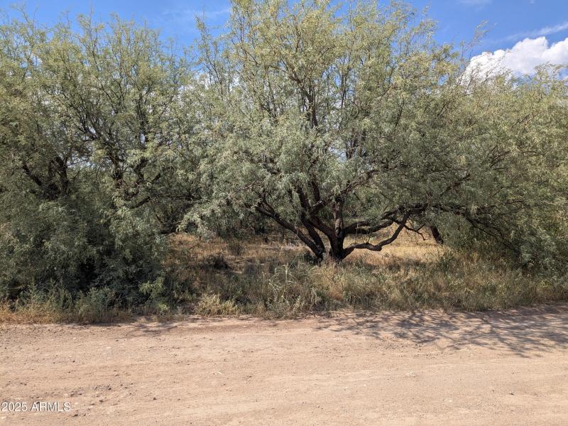 Mature Trees