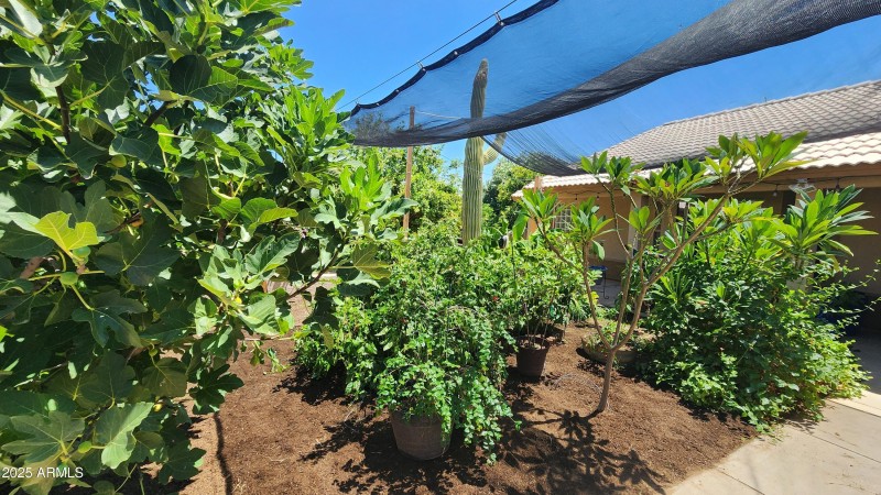 Tropical fruit courtyard