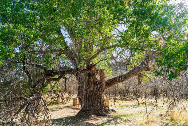 Mature Trees