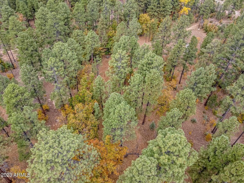 Ponderosa pines