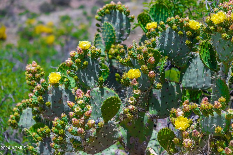 Rancho Del Oro
