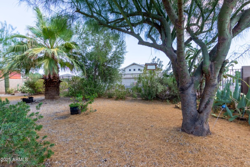 Backyard