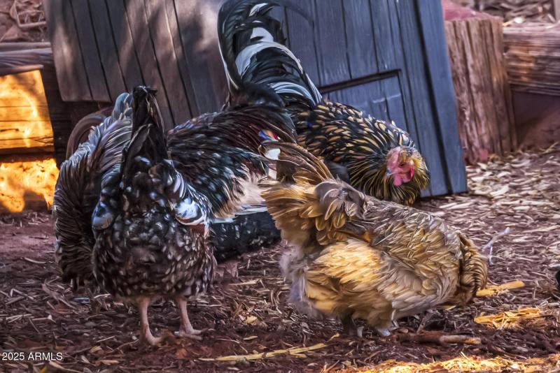 Happy Chickens