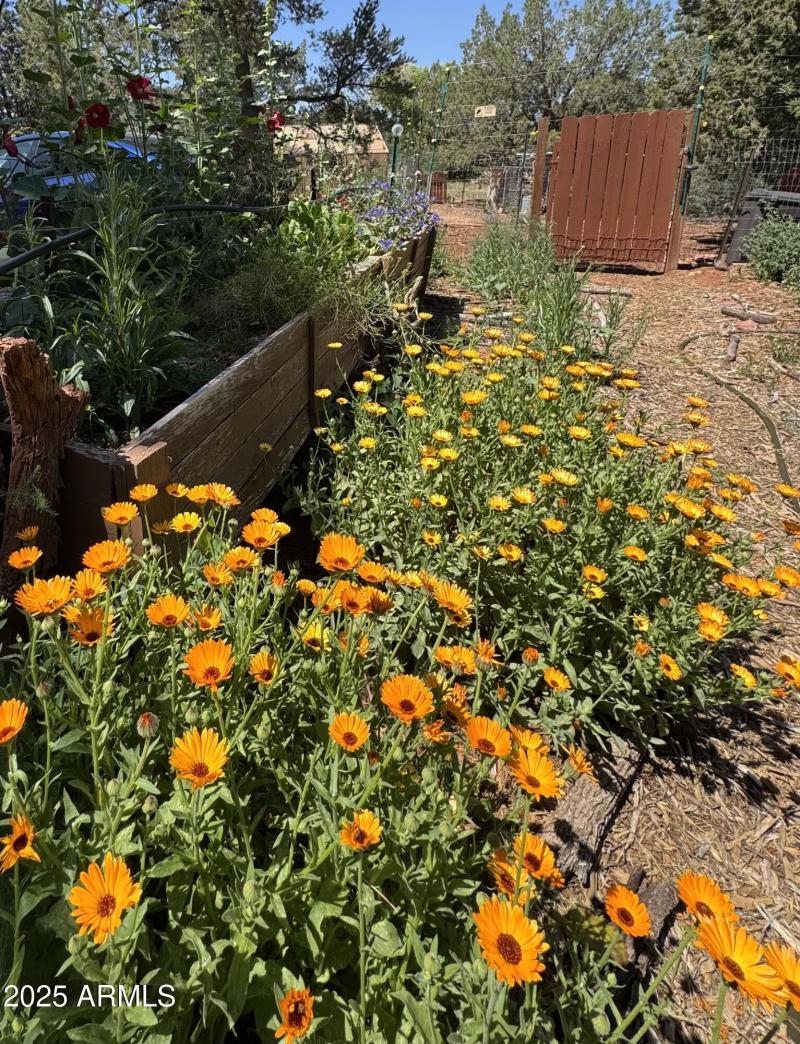 Calendula Flowers