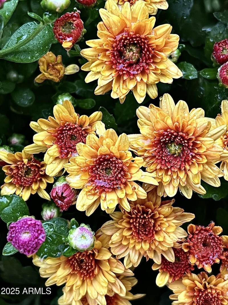 Mum Flowers