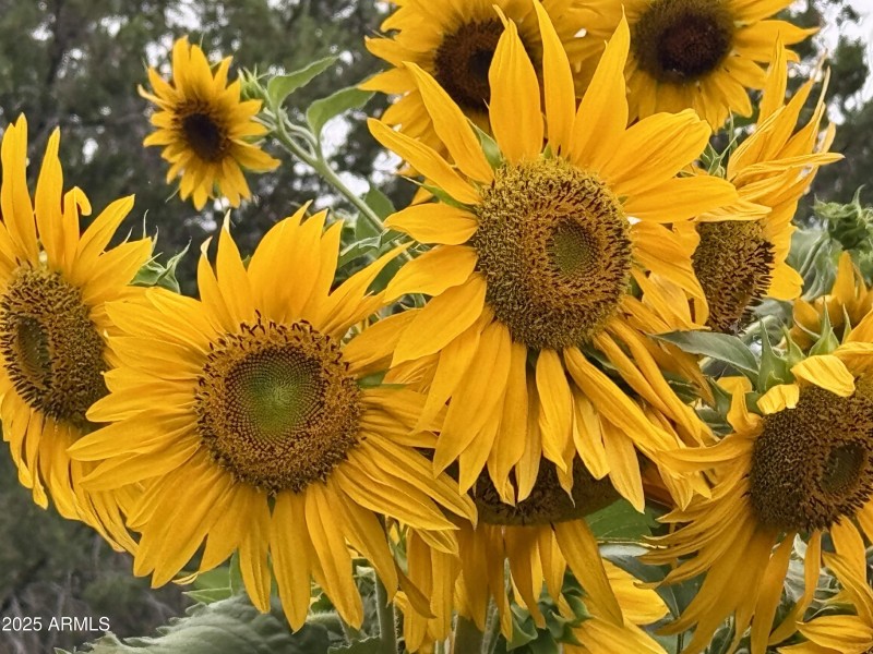 Garden Medley
