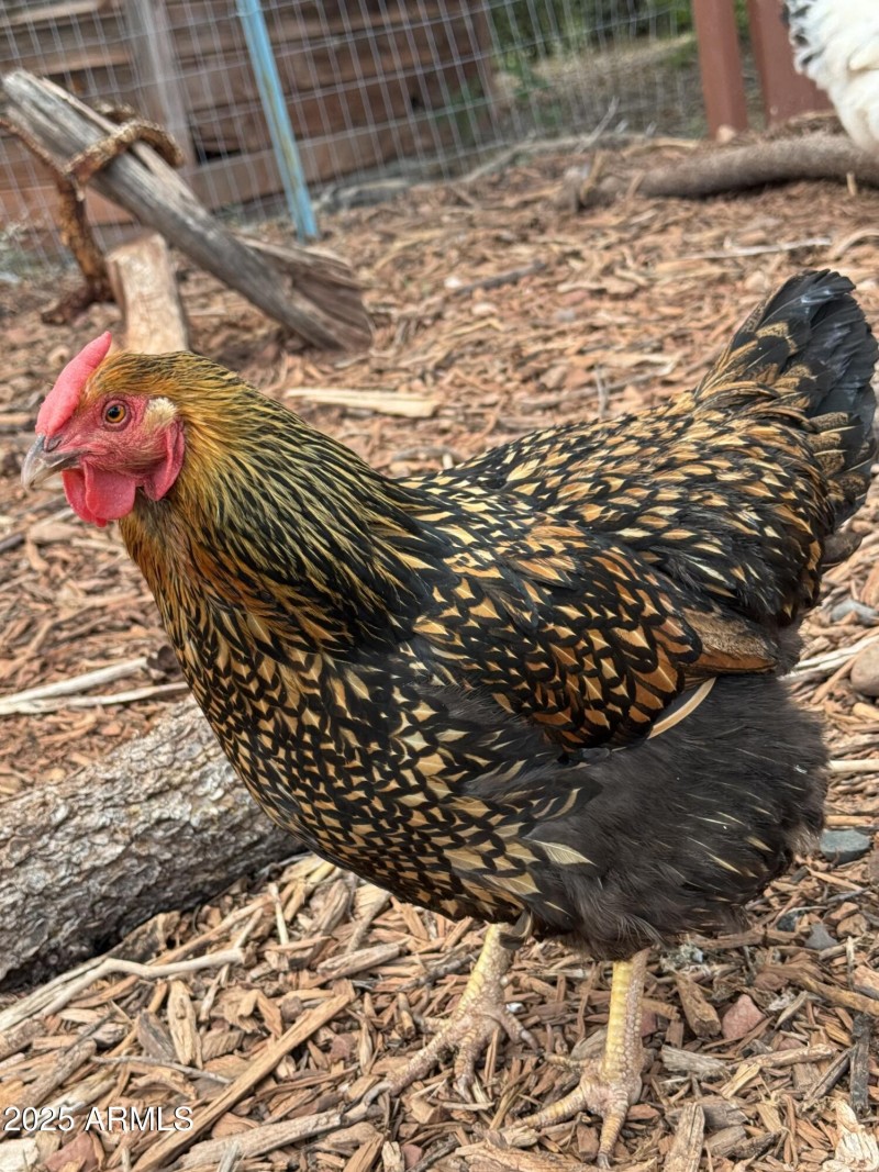 Miss Ginger