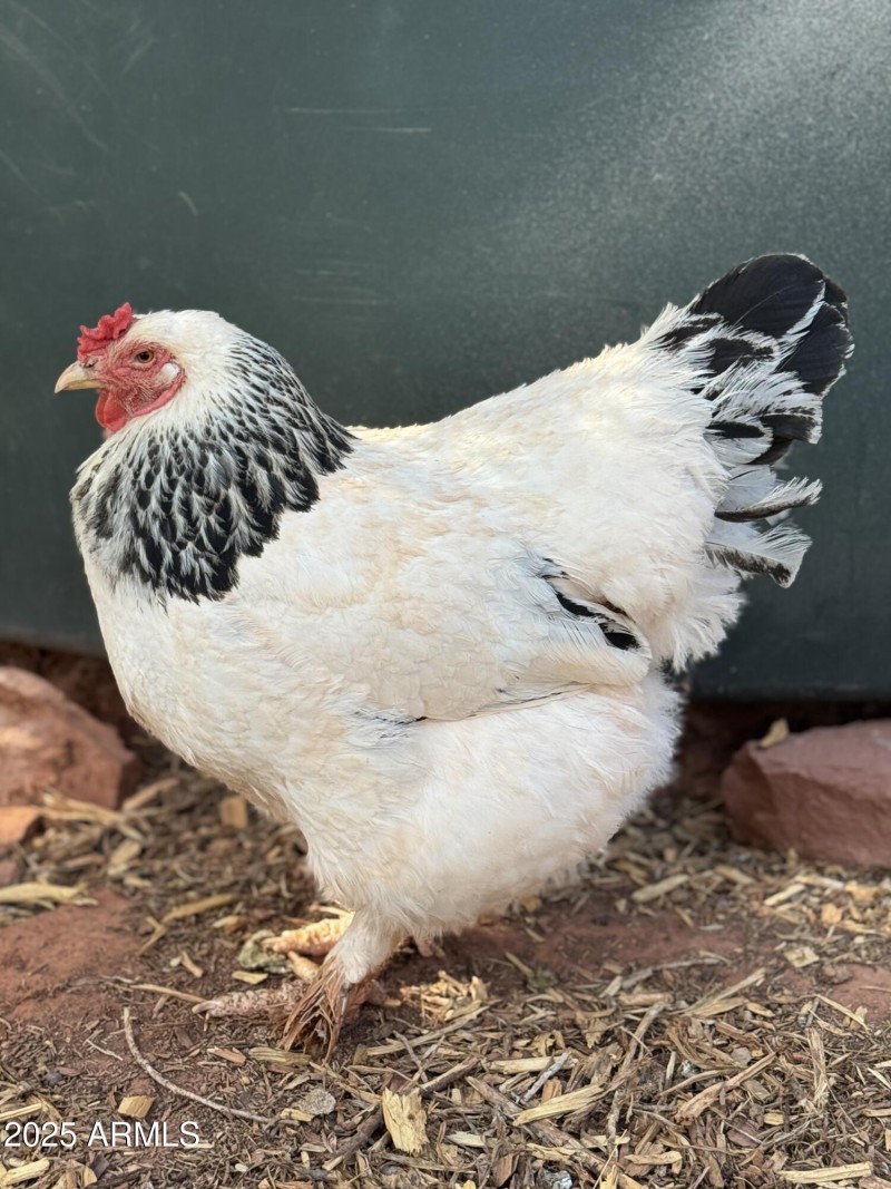 Miss Mighty Muffin