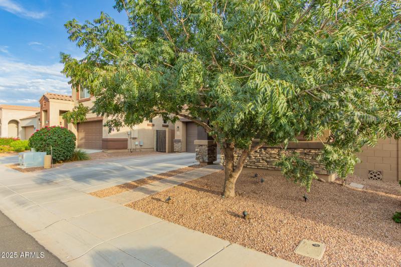 Large mature tree at front of property