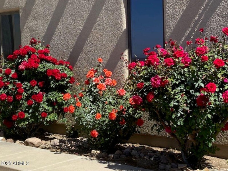 ROSES!