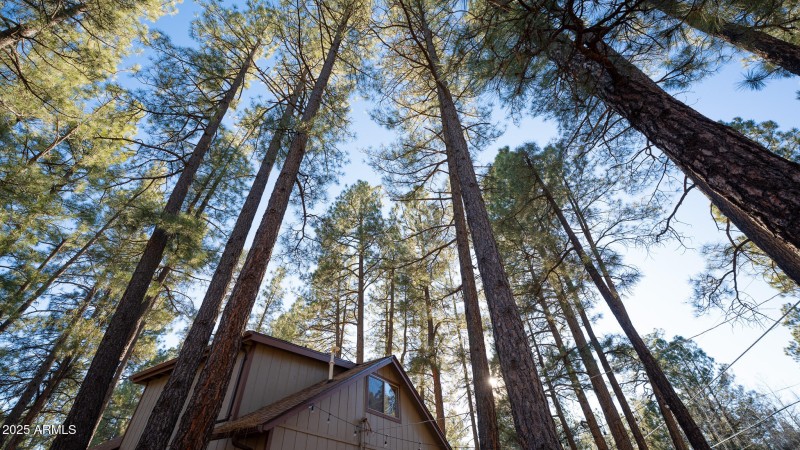 mountain cabin with towering pines
