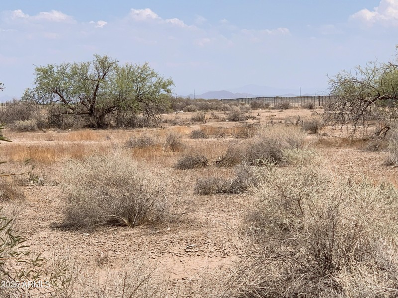 Pristine Desert Vegetation!