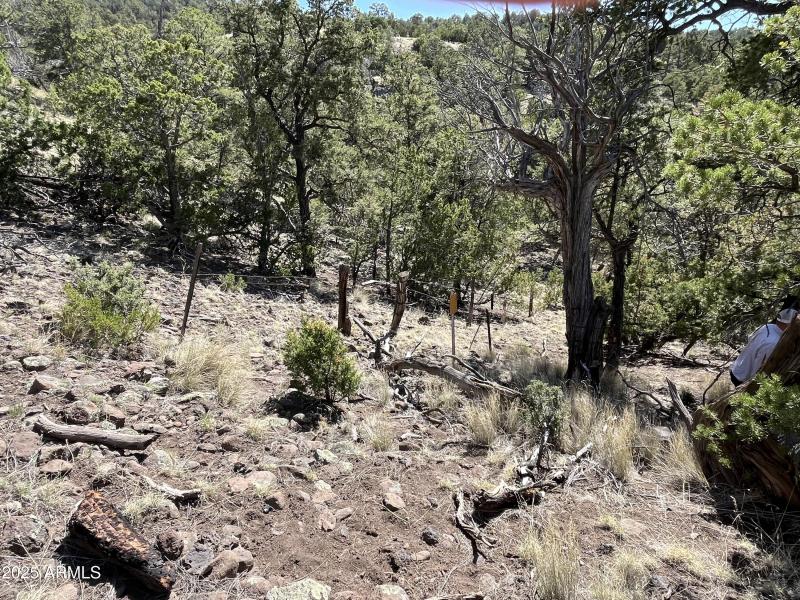 Online Land Auction