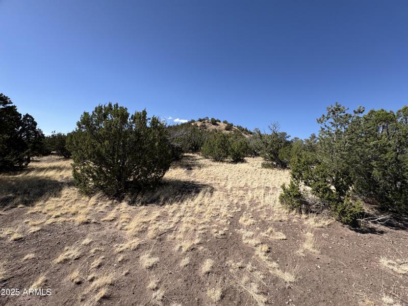 Online Land Auction