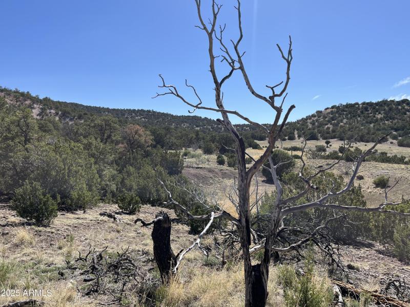 Online Land Auction
